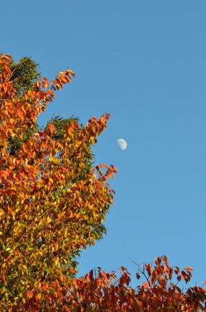 小石川植物園・紅葉と月