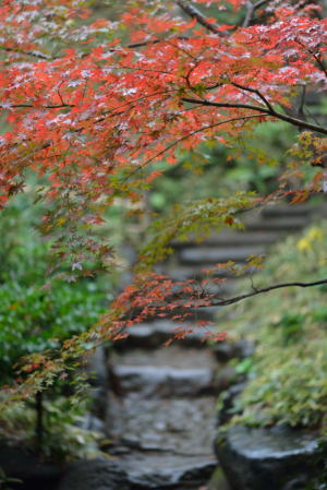 殿ヶ谷戸庭園・紅葉と池