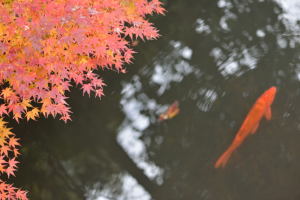 旧古河庭園・池と紅葉