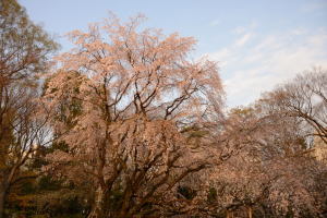 六義園・枝垂桜