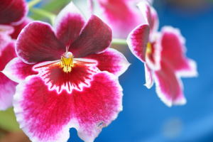 神代植物園・温室・チリの花