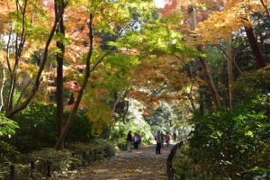 自然教育園・紅葉
