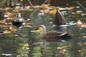 自然教育園・水鳥の沼・鴨