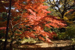 自然教育園・紅葉