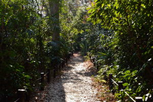 自然教育園・森の小道