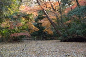 自然教育園・ひょうたん池