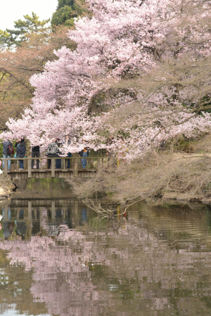 新宿御苑・寒桜