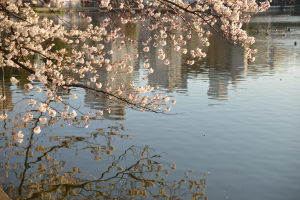 上野不忍池・桜