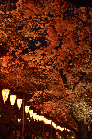 上野公園・夜桜