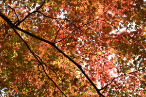 新宿御苑・下の池の紅葉