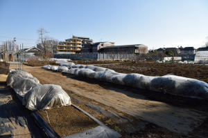 東京都薬用植物園 東京都薬用植物園