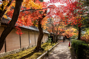 二尊院・紅葉