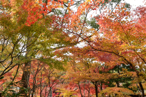 化野念仏寺・紅葉