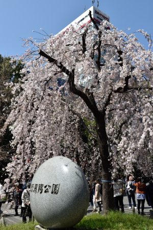 上野公園・桜