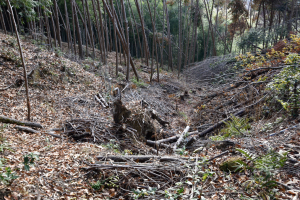 芥川城・堀切