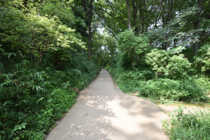伝鎌倉街道