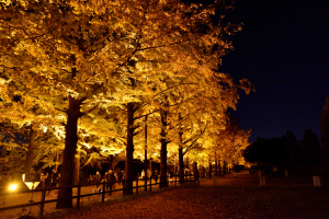 昭和記念公園ライトアップ・イチョウ並木