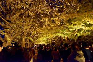 昭和記念公園ライトアップ・イチョウ並木