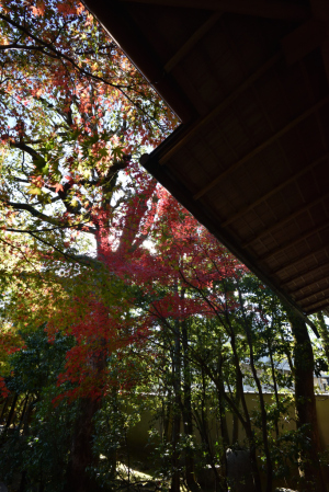 退蔵院・紅葉