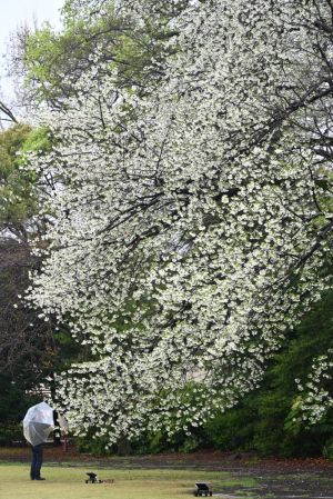 新宿御苑・大島桜