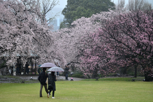 新宿御苑・桜