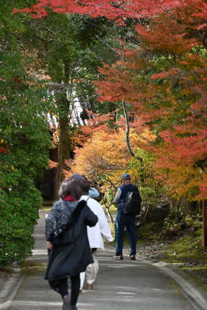 醍醐寺・紅葉