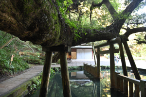 鹿島神宮・御手洗池