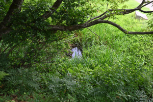 鳥越城・あやめが池